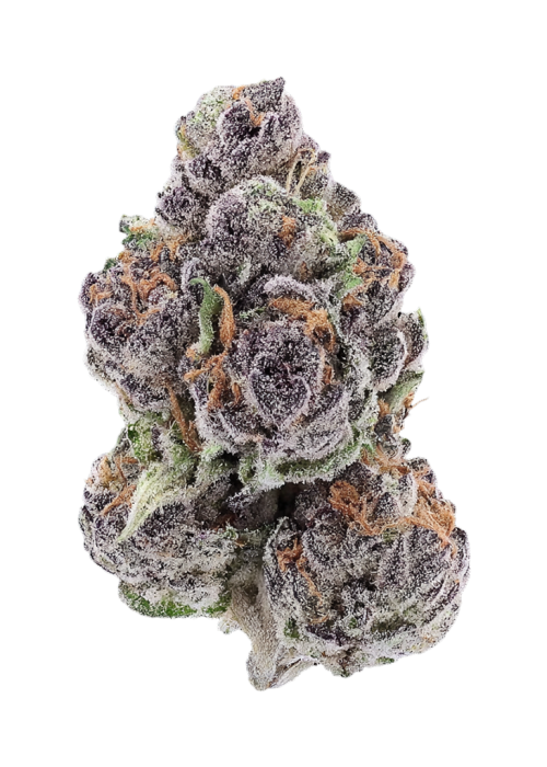 Seattle Ghost