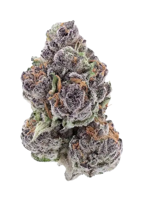 Seattle Ghost