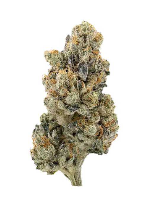 Platinum Runtz by Atlas Seed