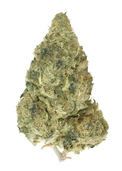 Banana Pie by Atlas Seed