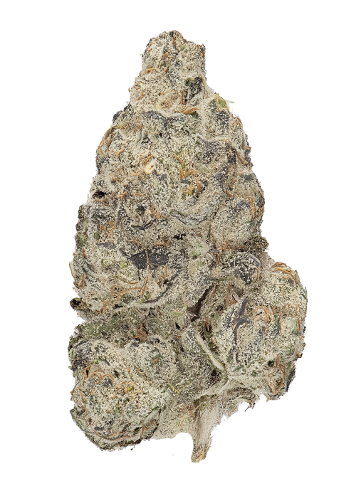 Galactic Guava F1 by Atlas Seed
