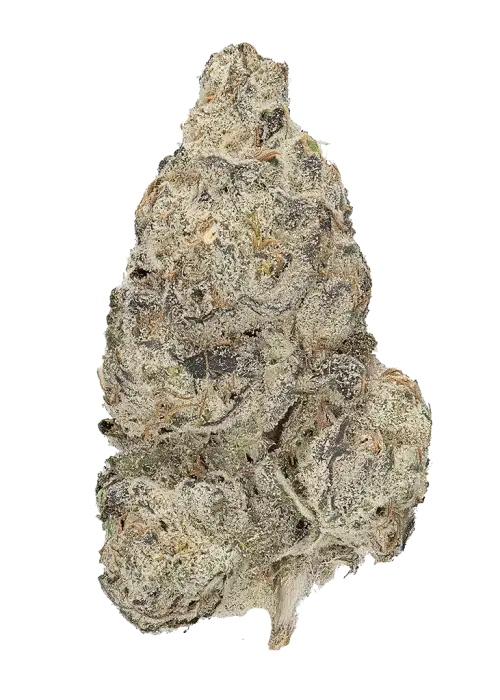 Galactic Guava F1 by Atlas Seed