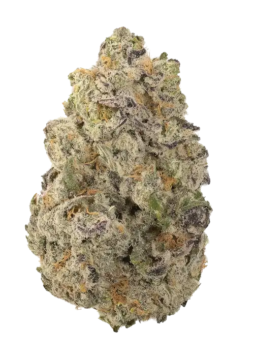 Frosted Gelato by Atlas Seed