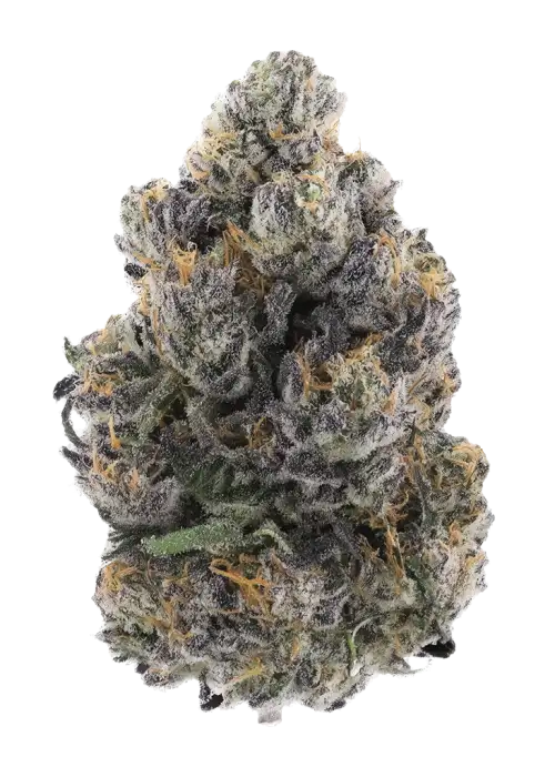 Gelato Punch by Atlas Seed