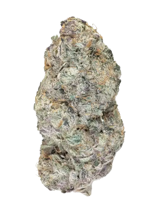 Glue Dream #12