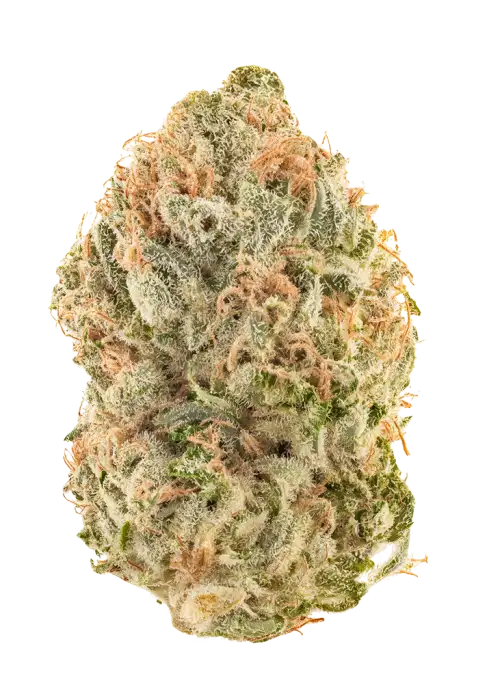 Gorilla Cake by Atlas Seed