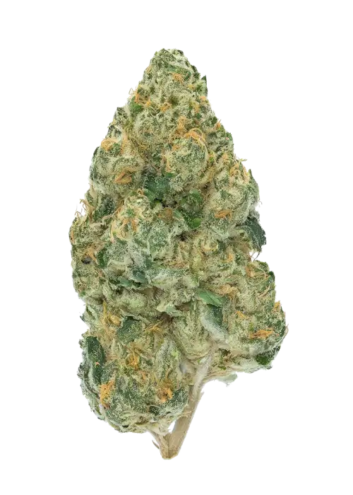 Gorilla Candy by Atlas Seed