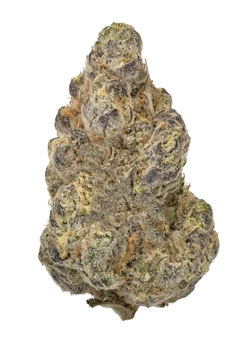 Gorilla Cookie by Atlas Seeds