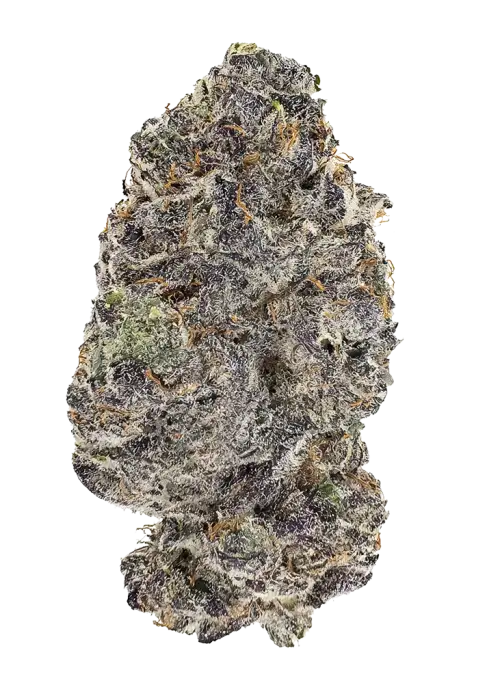 Gorilla Gelato