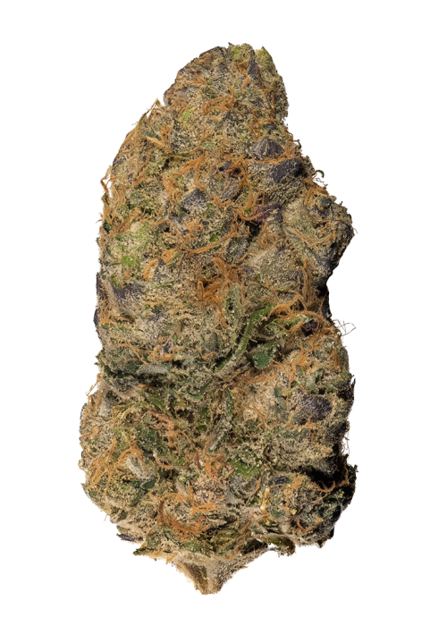 Gorilla Glitter