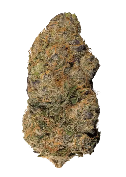 Gorilla Glitter