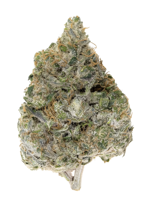 Gorilla Runtz by Atlas Seed