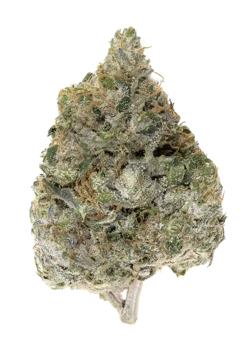 Gorilla Runtz by Atlas Seed