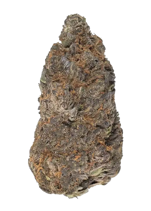 Gorilla Sherbert