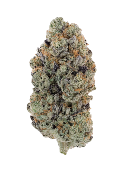 Guava Cookie by Atlas Seed
