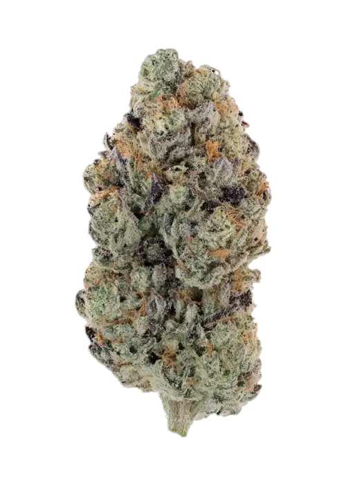 Guava Cookie by Atlas Seed
