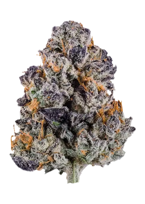 Lemon Cherry Gelato by Atlas Seed