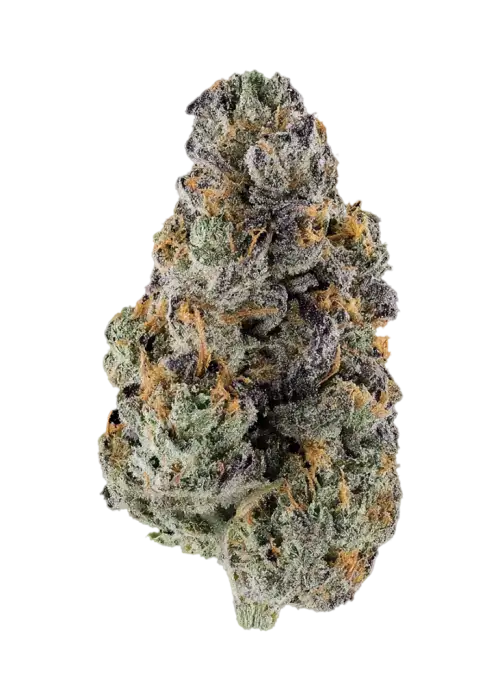 Ice Cream Gelato by Atlas Seed