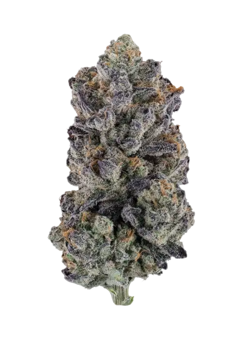 Mendo Cookie by Atlas Seed