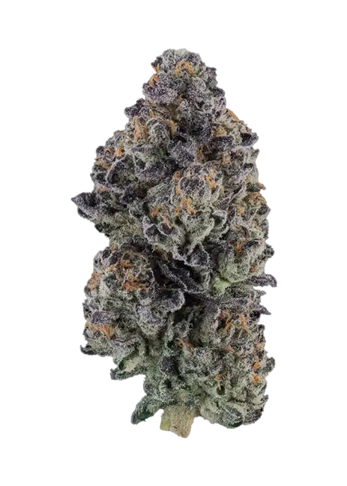 Oreoz Breath