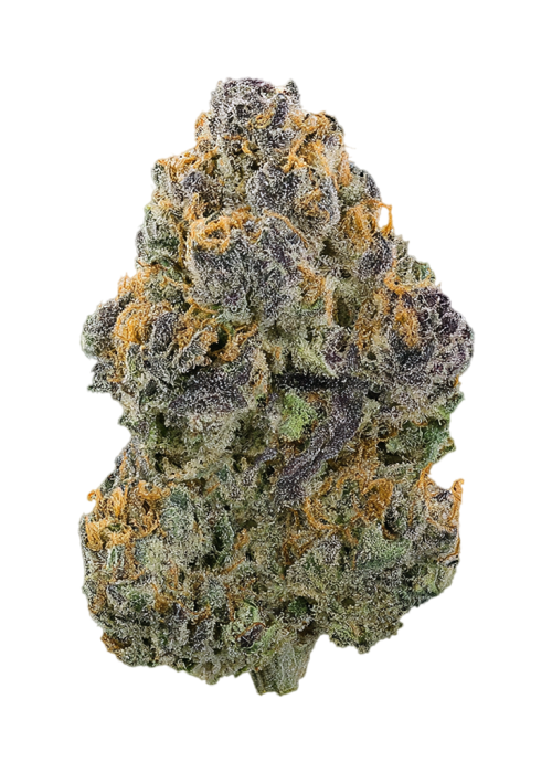 Blue Nerdz by Global Genetics LA