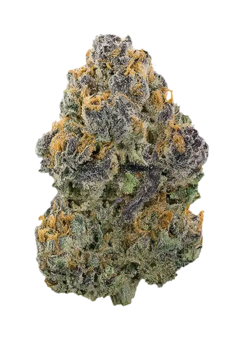 Blue Nerdz by Global Genetics LA