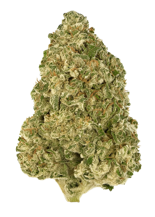 Lemon Cherry Congo
