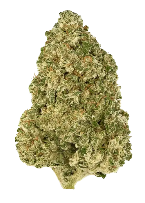 Lemon Cherry Congo