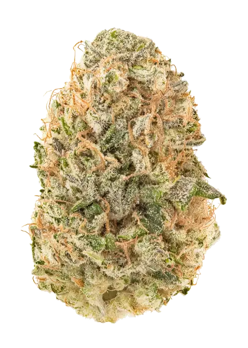 White Gushers #33