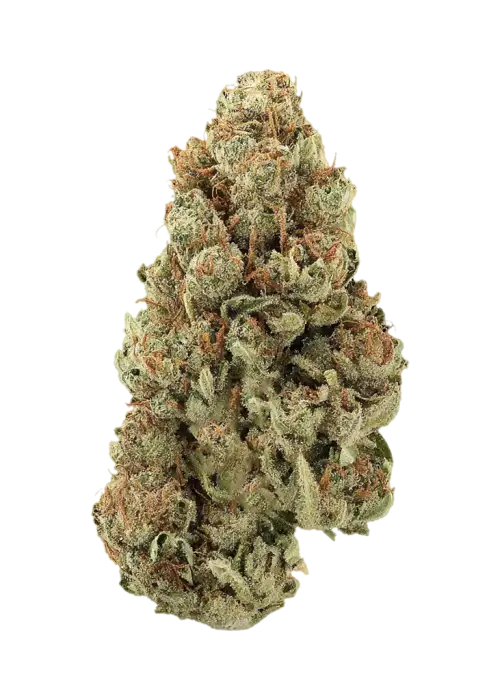 Fire Horse OG