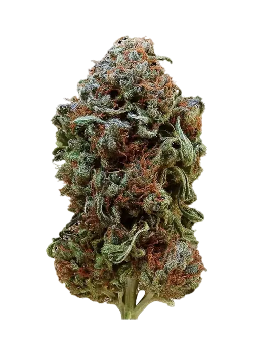 Royal Blueberry