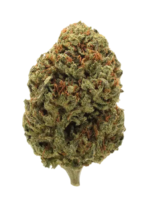 King's Poison