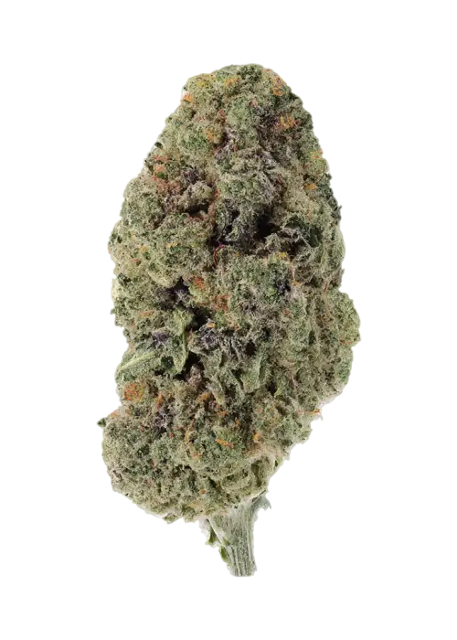 GMO Berry