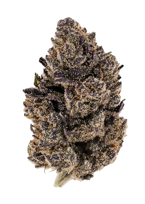 Nightshade