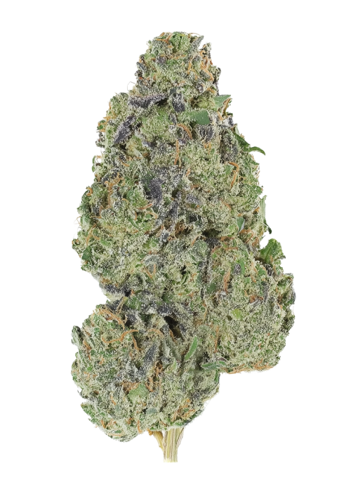 Blucci OG