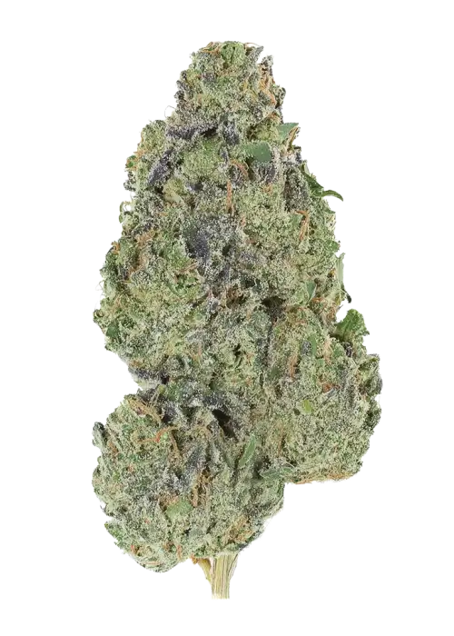 Blucci OG