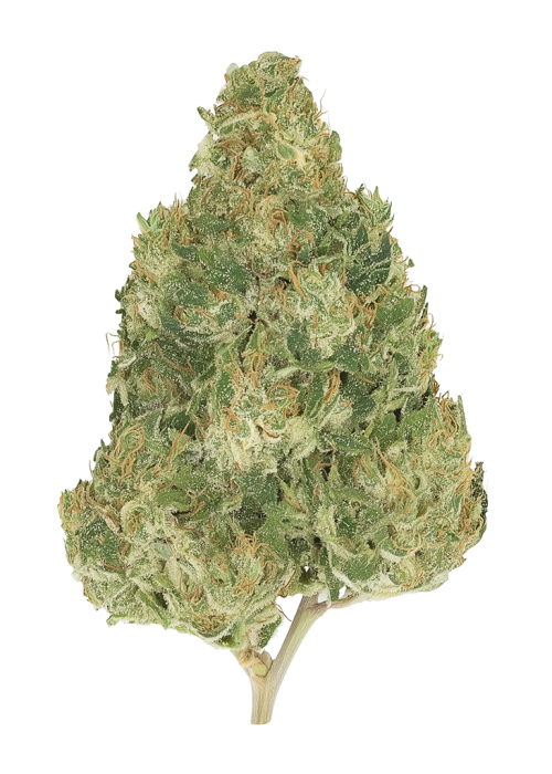 Cherry Rose