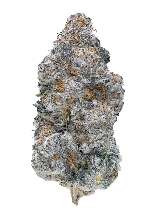 Blueberry Cereal