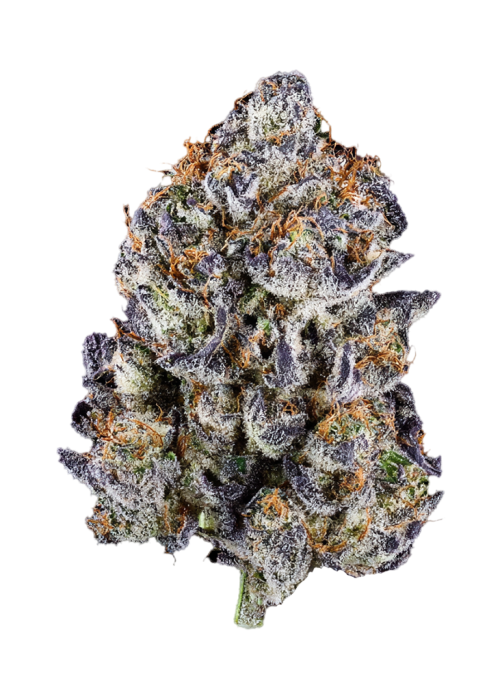 Jack Truffle