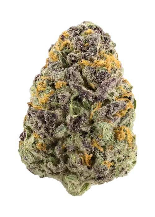 Night Vision