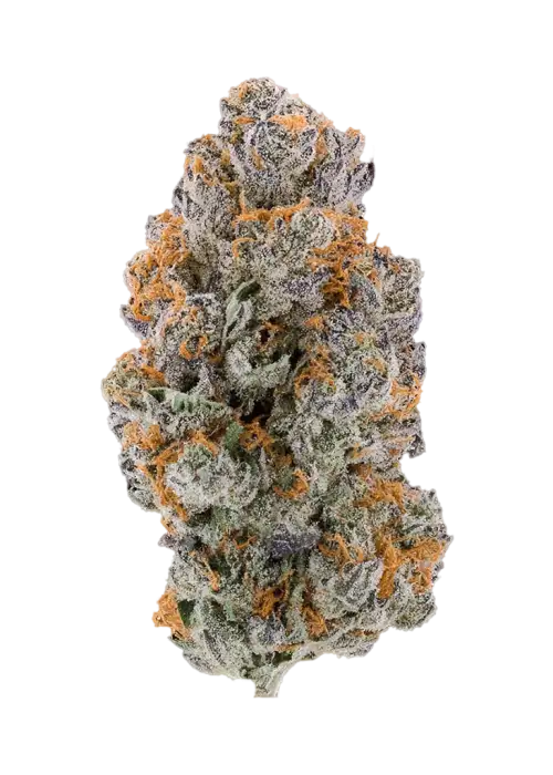 Guavascotti