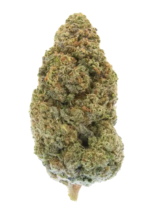 Humboldt Afghani V2 F3