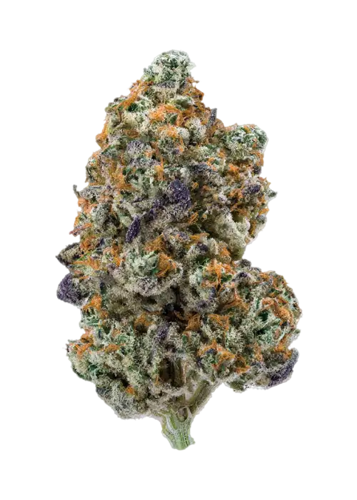 G13 Genius