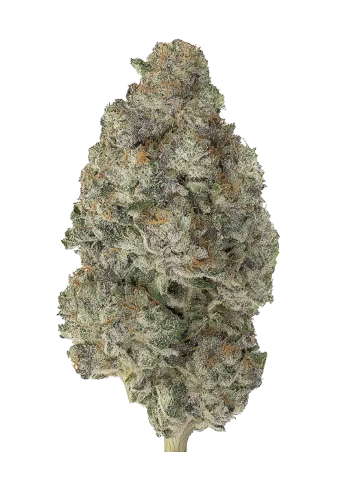 Prism by Exotic Genetix