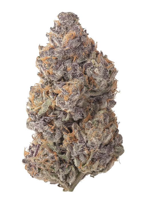 Stoney Hawk