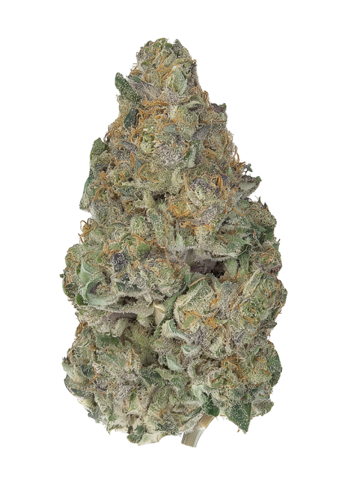 Purple Rhymenocerous