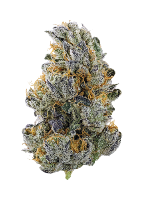 Zhit’Z Fire
