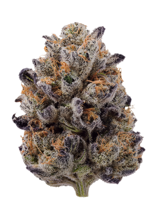 Parisian Kush