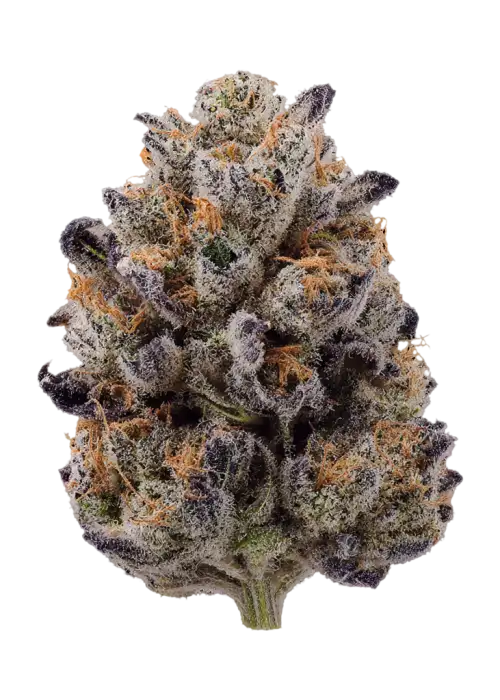 Parisian Kush