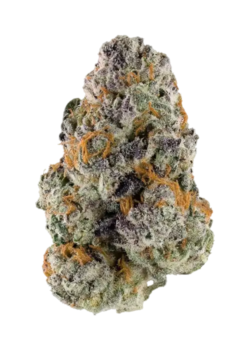 Gelato X